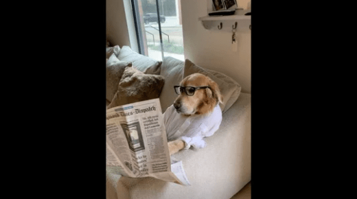 Watch How The Golden Retriever Dog Keeps Itself Updated With The News