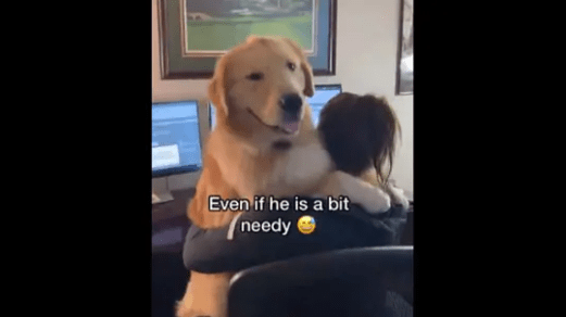 Watch How This Dog Helps Its Human Reduce Work Stress