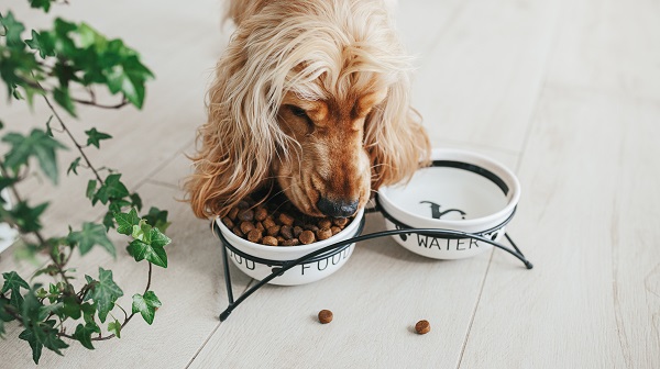 What to Do in Case Your Dog Eats Something That They Should Not?