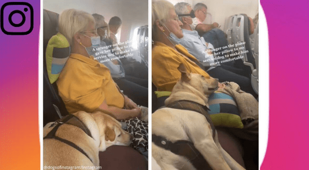 Watch: Women Give Her Pillow To Service Dog On An Airplane To Make Him Comfortable