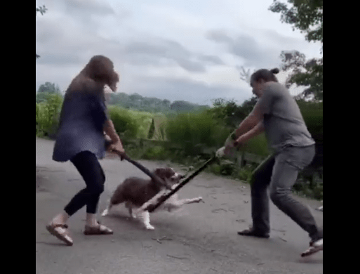 Watch A Cute Video Of A Dog Preparing For A Playful Sword Fight