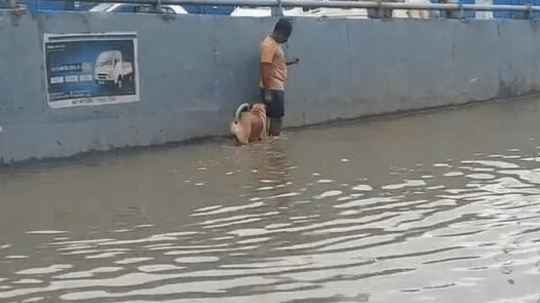 A Man Guides A Dog Through The Flooded Street In Bengaluru-min