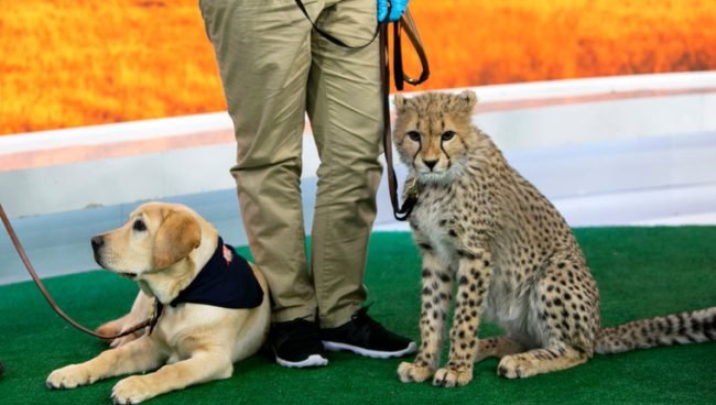 Dog Seen Chilling With Cheetah Surprises Internet