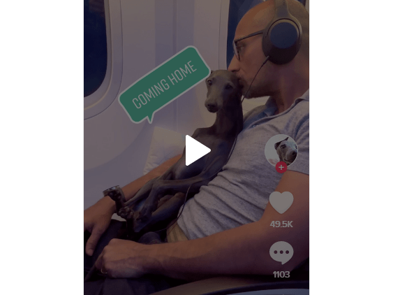 Dog Sitting on Owner's Lap During Flight