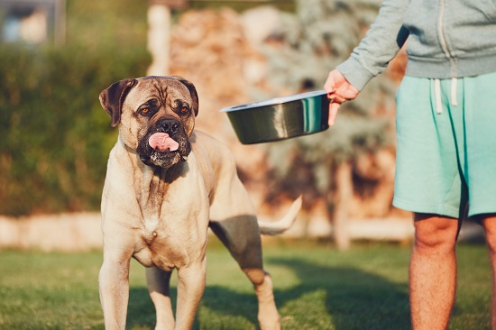 Bagels có hại cho chó của bạn không?