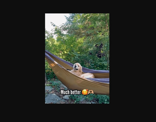 Watch This Cute Video Of Golden Retriever Convincing Pet Dad To Let Him Sit In A Hammock