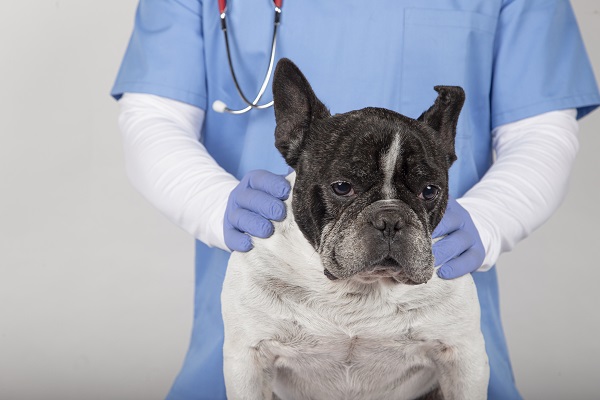 How to Deal with Diarrhea in Dogs