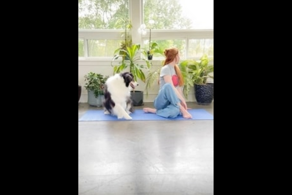 Watch: Australian Shepherd Does Yoga With Pet Mom, Surprises Internet