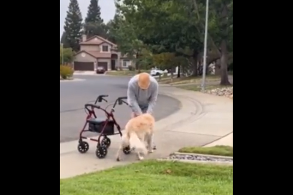 Dog Waits For Her 90-Yr-Old Friend Every Morning During His Walk