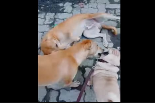 Street Dogs Guiding Visually Impaired Pet Dog