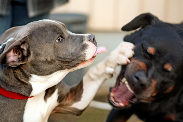 Panchkula Administration Bans Pitbull And Rottweiler As Pets