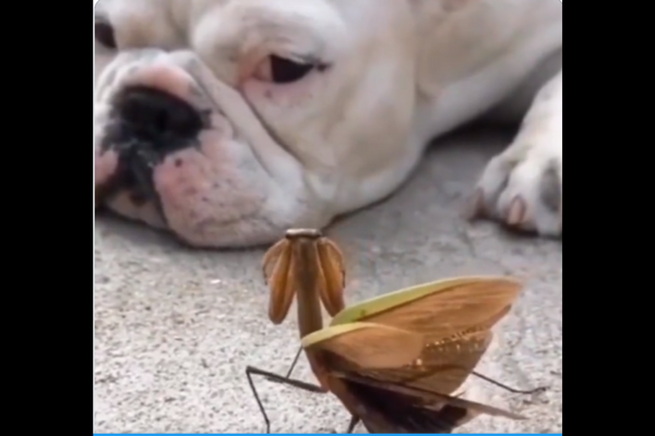 Mantis Tries To Cheer Up A Dog; Internet Says, “Coolest Insect Ever.” Watch