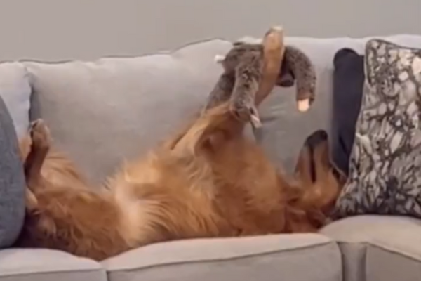 Dog Plays With Soft Toy Lying On Couch