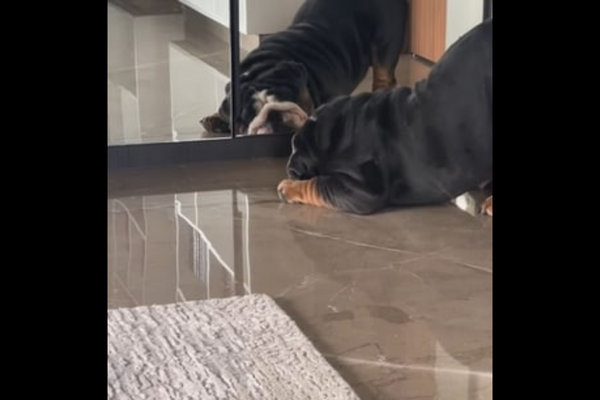 Watch: Ram Kapoor, Gautami Kapoor’s Dog, Barks At His Own Reflection In The Mirror