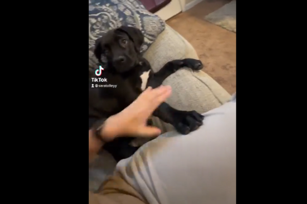 Watch: Cute Dog Reaction When Mom Removes His Paw From Her Leg