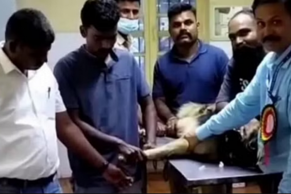 Karnataka Hubballi Airport: Dog Donates Blood to Another Dog