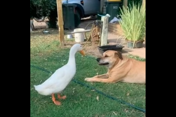 Duck Keeps On Irritating The Dog Until It Loses Its Cool