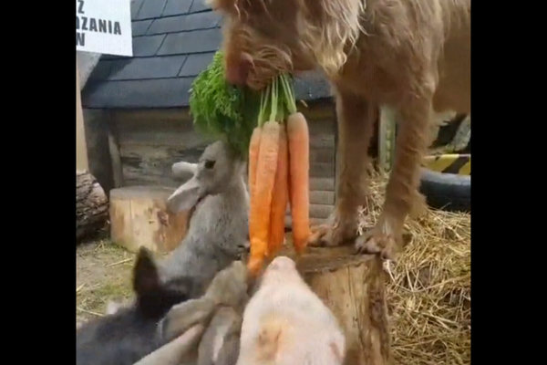 Dog Feeding Carrots To Rabbits And A Pig