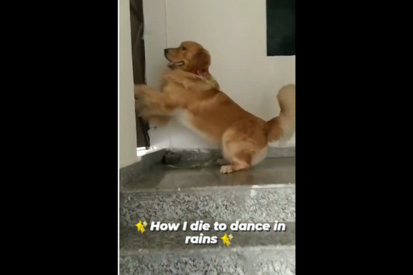 Watch How An Adorable Therapy Dog Can’t Wait To Dance In The Rain