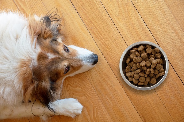Lý do tại sao con chó của bạn cần một chế độ ăn uống đầy đủ chất dinh dưỡng