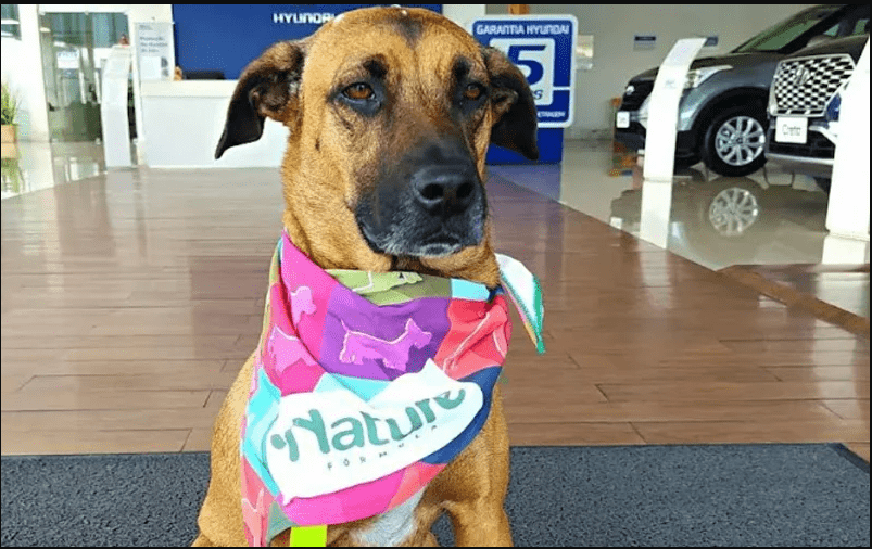 Hyundai Showroom in Brazil Adopts Street Dog and Makes Him Car Salesman