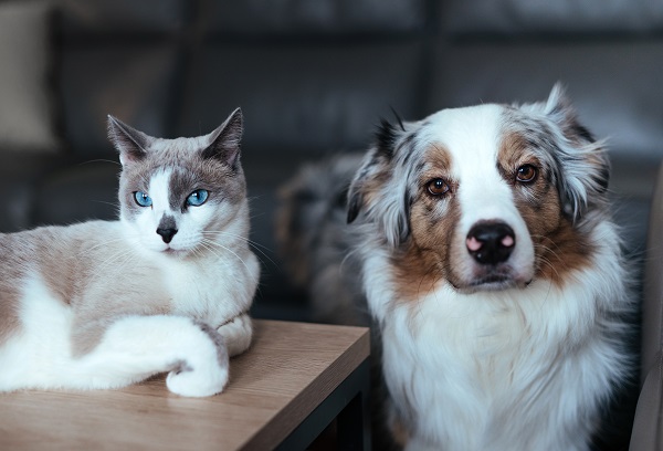 Tips for Cats Who Are Scared of Dogs