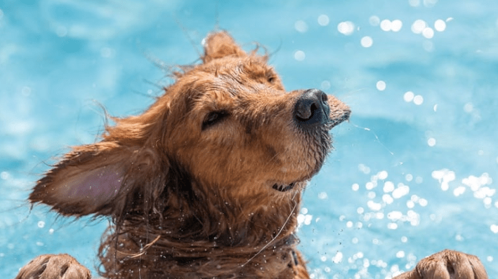 Toronto Opens 9 Swimming Pools For Dogs
