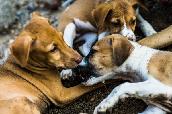 Supreme Court Says If Stray Dogs Attack People, Those Who Feed Them Could Be Responsible