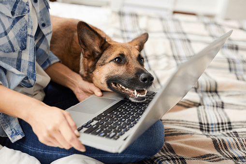What Popular Technologies Are Dog Owners Using Right Now?