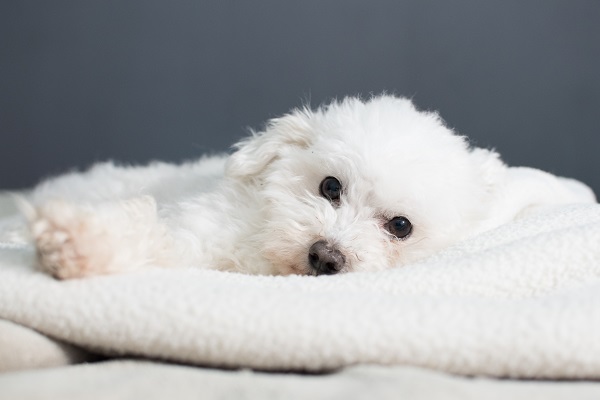Why Do Dogs Like to Sleep Under the Covers?