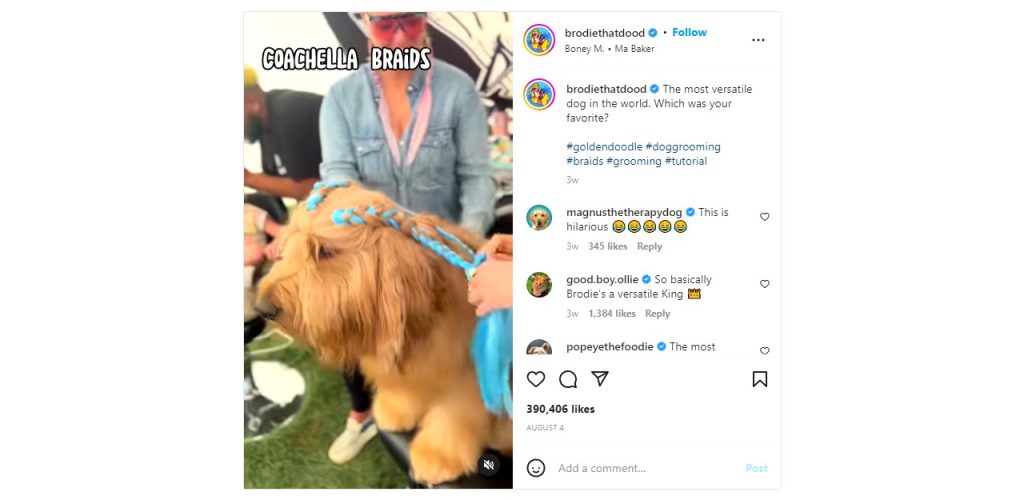cute dog hairstyle