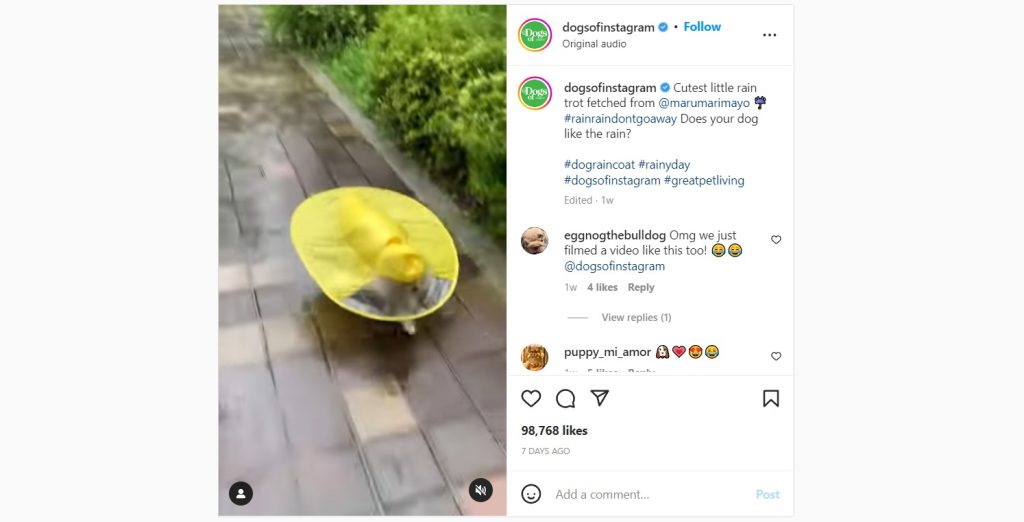 dog wearing raincoat