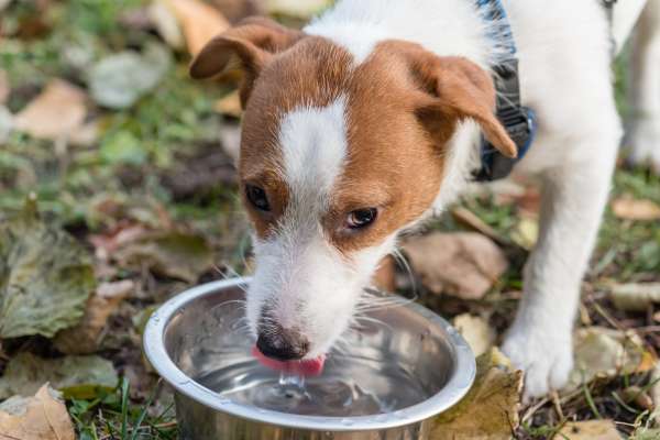 home remedy for diarrhea in dogs