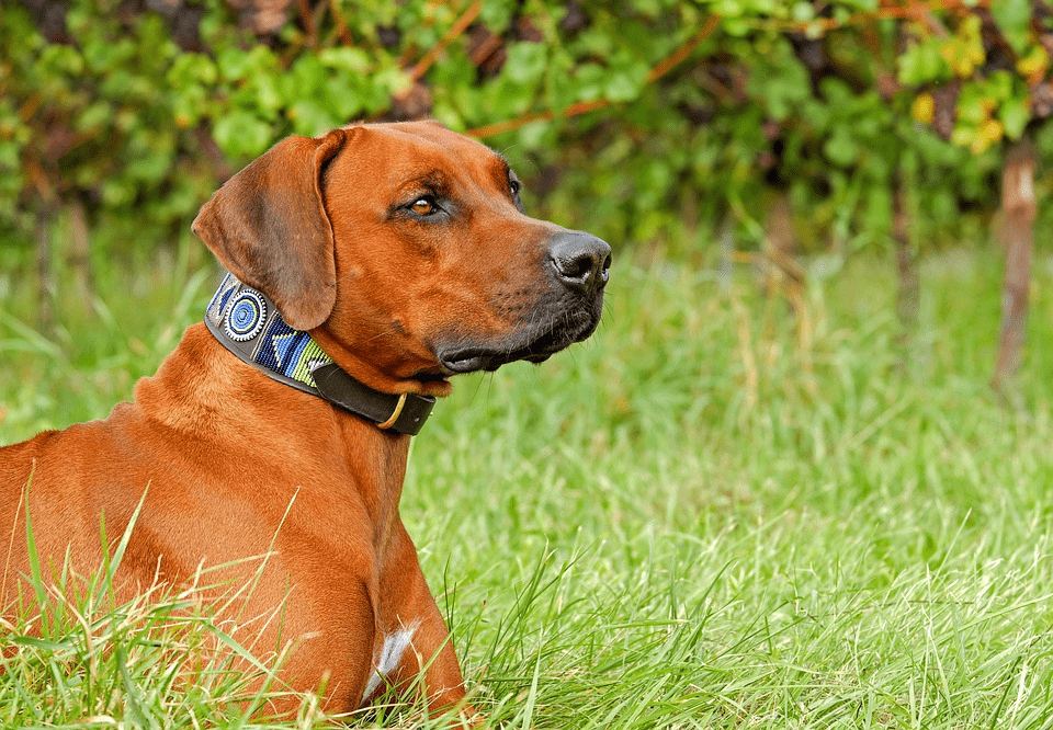Hướng dẫn cho người mới bắt đầu về vòng cổ cho chó: Cách chọn vòng cổ tốt nhất cho chó của bạn