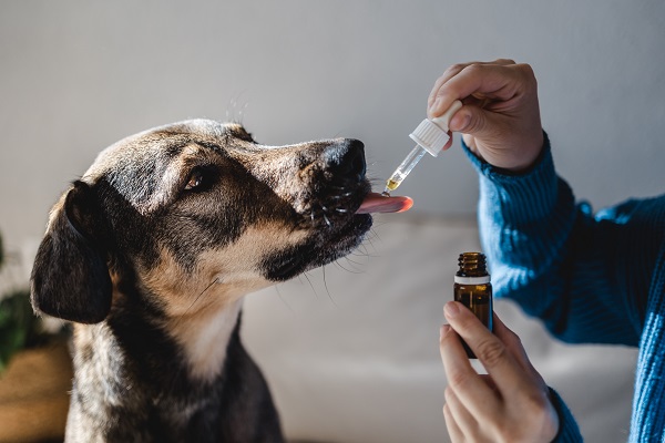 Cannabis Edibles For Dogs: Are They Toxic