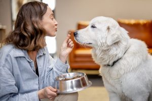 How Often Should We Feed Our Dogs