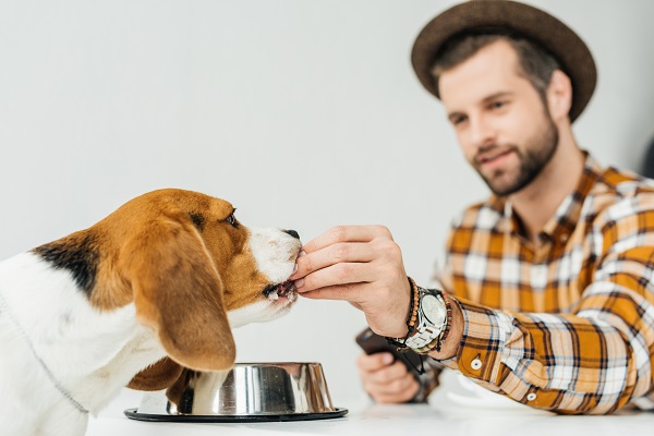 Gluten Free Dog Food - All You Wanted to Know About It