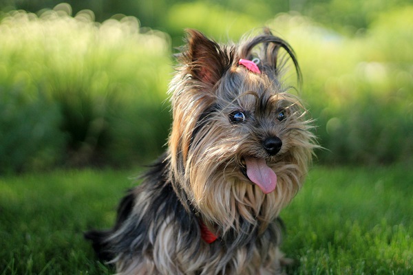 The Latest List of Most Popular Dog Breeds in 2024