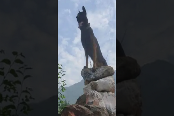 Meet Army Dog ‘Zoom’, Who Attacked Terrorists
