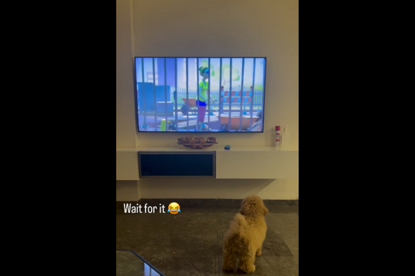 Watch How Little Dog Mimics The Dog On TV With Joy, Surprised People