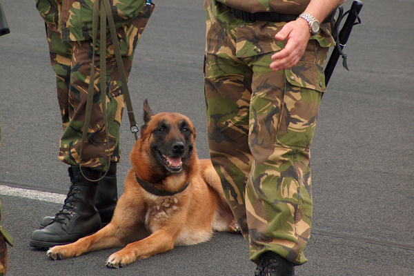 Retired Military Dogs await adoption; Here’s How You Can Adopt Them