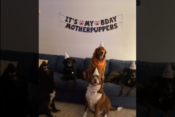 Pet Dog ‘Invites’ Dog Friends Over For A Birthday Party. Watch What Happens Next
