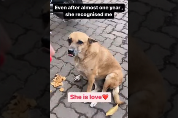 Watch A Heartwarming Video: Mumbai Woman Revisits The Dog She Fed During Lockdown