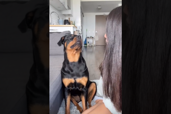 Watch: Women Tells Her Name For The First Time To Pet Dog and How It Reacts