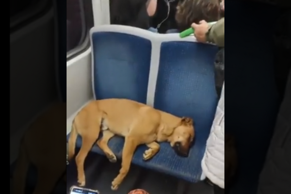 Watch: Passengers In Crowded Bus Keep Standing to Let Dog Nap Peacefully on Seat