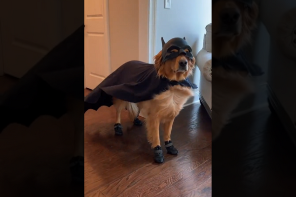 Dog Dressed As ‘Bat Dog’ For Halloween