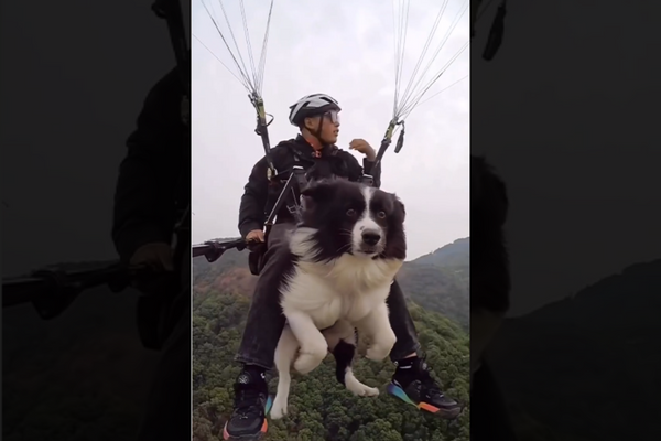 Cute Dog Paragliding With Hooman