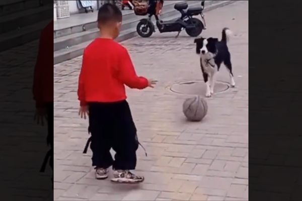 A Little Boy Plays Football With Dog