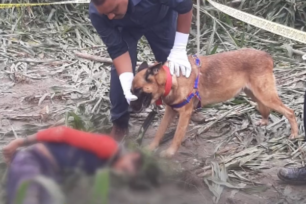 Chú chó cảnh sát Johny đánh hơi được bằng chứng Cách 22 km, giúp giải quyết “Bí ẩn về vụ giết người mù quáng”