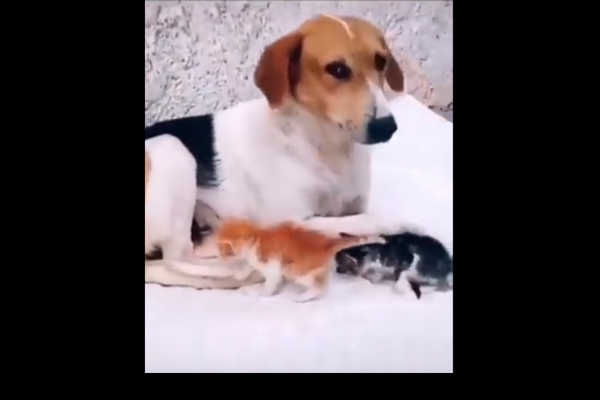 VVS Laxman Shares A Video Of A Dog Taking Care Of Orphaned Kittens